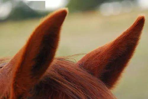 马的两只耳朵分别靠向两边,姿态放松,说明它是平静放松的,对周围环境