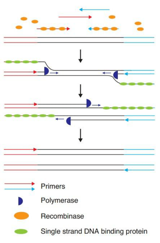 【一文解惑】恒温扩增可取代变温pcr？