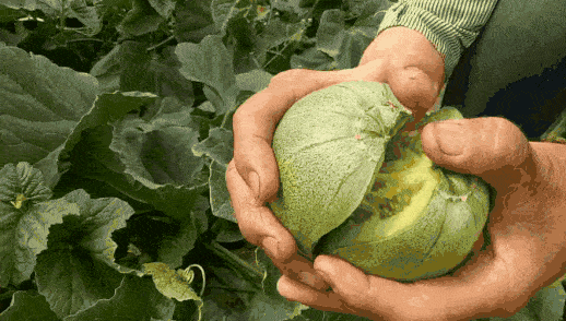 跟着西瓜,甜瓜,一起开启砀山夏日甜蜜之旅!