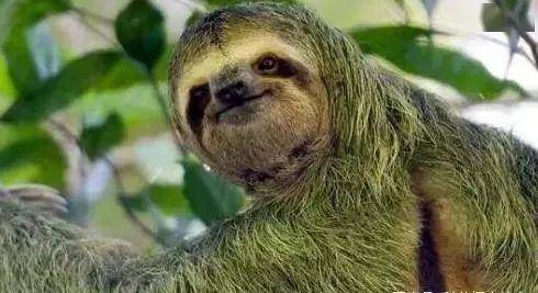 世界上最懒的动物,至今还没毁灭,从远古时期活到现在