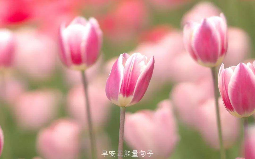 每日一签早安正能量 334775529e374de7a82c2adcc653f07e.jpeg