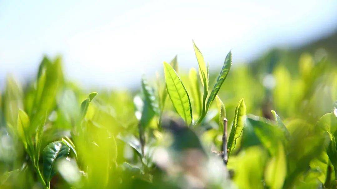 品牌故事:产值十亿的泰山茶
