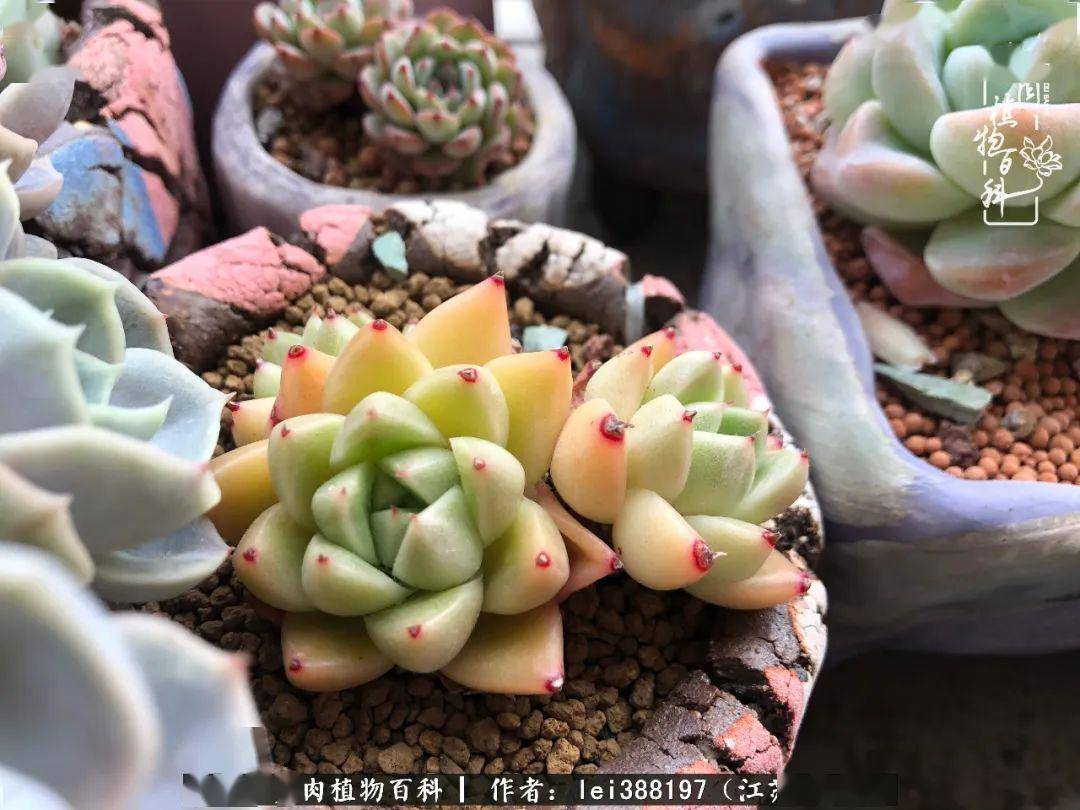 多肉怎么样才算死 ee13dace10d44a38a2243207d7564ee3.jpeg