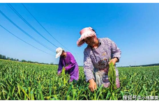 蒜苔不好吃？那是你不会炒，加上这一步，蒜苔又香又入味