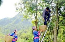 重庆石柱：百年老鹰茶“飞”出大山