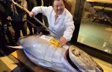 日本人这样吃金枪鱼？鱼骨里的“脊液”直接吞，这波操作太猛了！