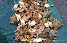 天气转凉，青岛农贸市场野生海货炙手可热，梭子蟹降价一成多