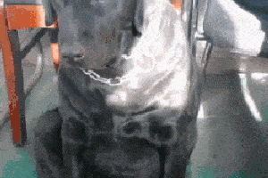 搞笑gif趣图:这是家里有矿啊,装这样的空调