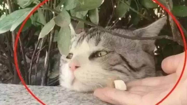 你觉得猫会对你身上别的宠物味道”吃醋“吗?