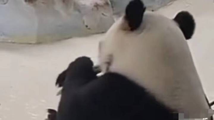 “用竹竿拍打大熊猫暖暖”的饲养员该被开除吗?