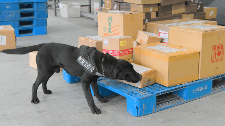 海关工作犬在进行查验前场地巡查时,发现一邮件异常,该邮件是甲虫吗?