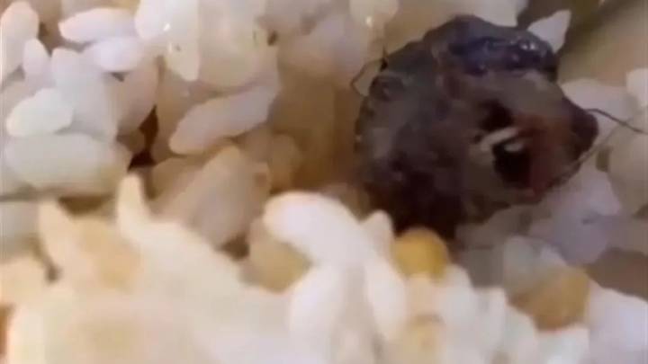 江西就鸭脖事件成立联合调查组,应该追究其法律责任吗?