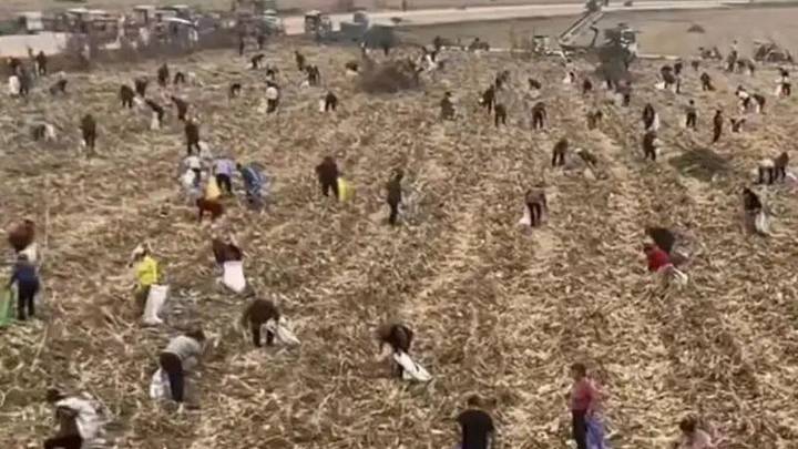 有群众到已收割过的地块捡拾玉米,应该被劝导离开吗?