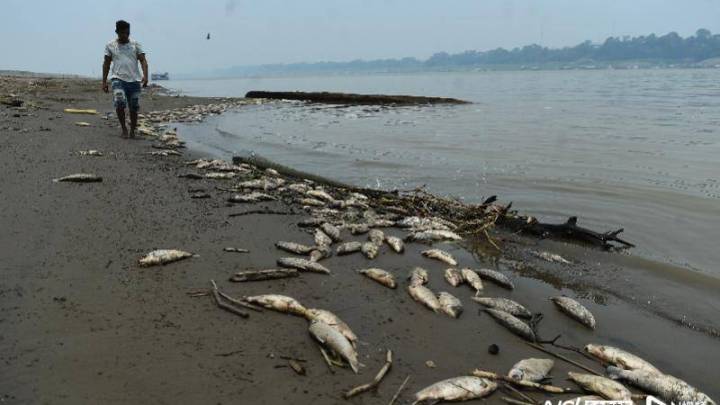 亚马孙河豚死亡,水位降至百年最低,对你有影响吗?