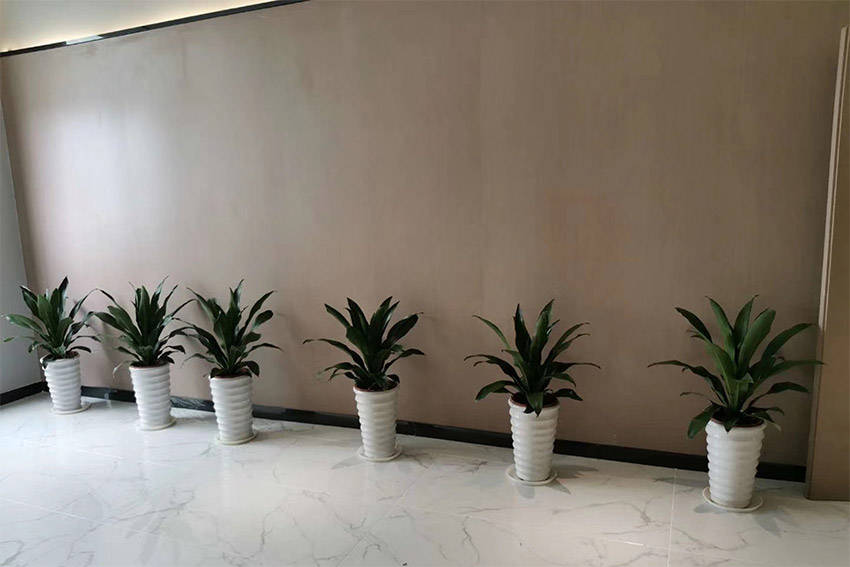 医院室内花卉绿植租摆价格?广州植物租赁公司提供费用