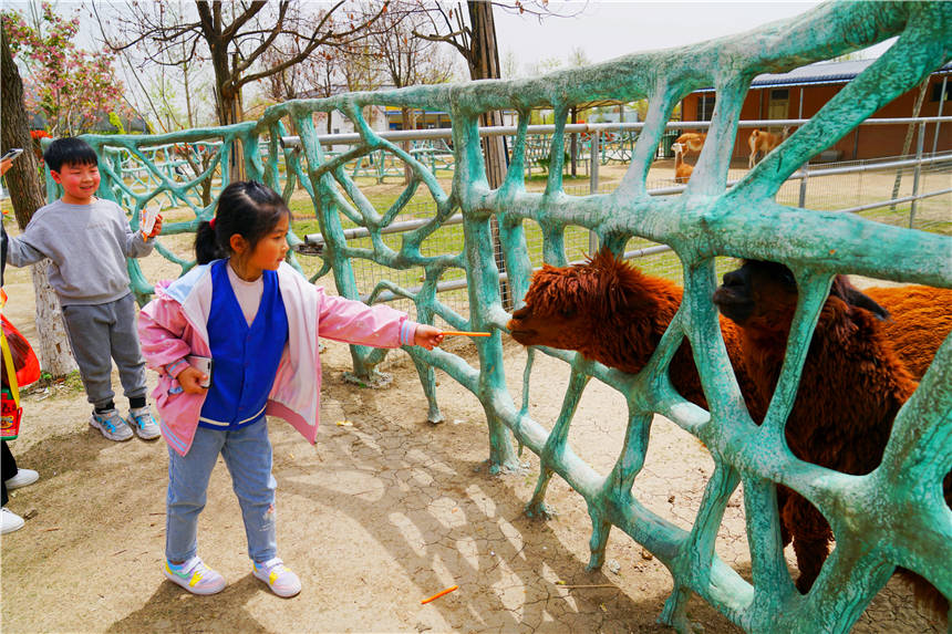 原创亲子游好去处,安徽宿州野生动物园,可以喂大象斑马,还有大熊猫
