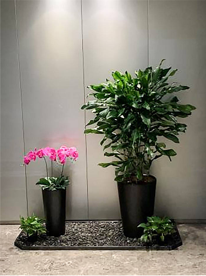 办公室花卉植物租赁报价广州绿植租摆公司同步提供绿植养护方案