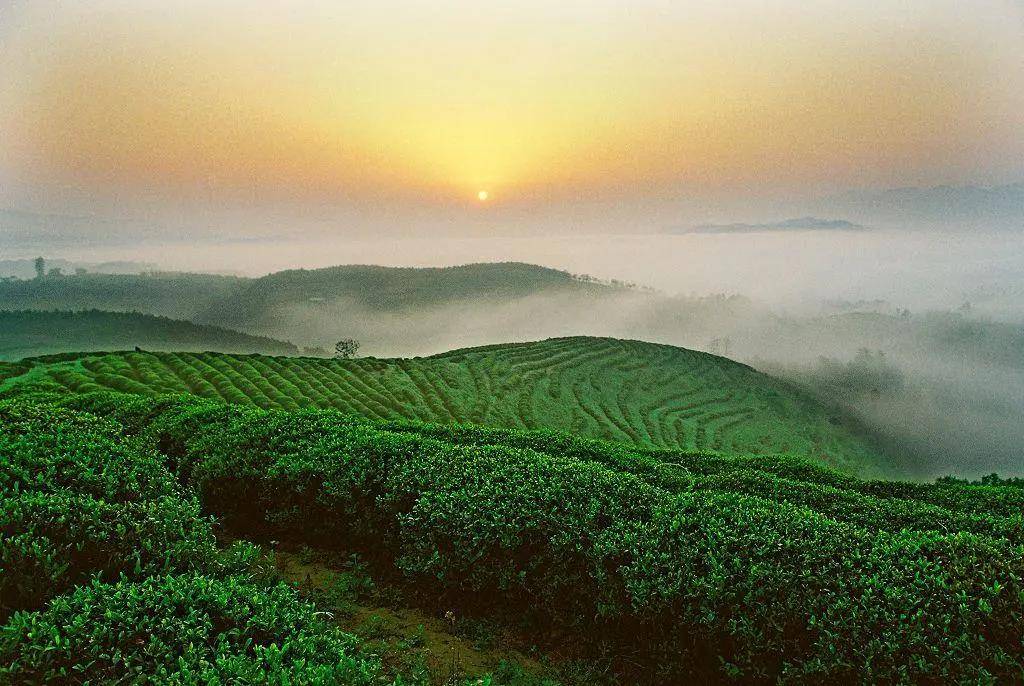 台地茶