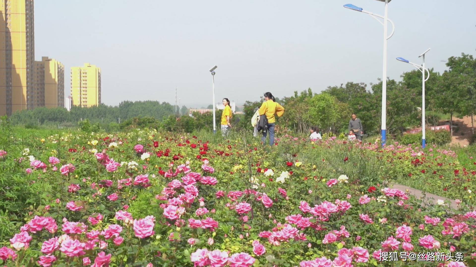 咸阳兴平莽山公园花海繁花娇艳开待你来打卡