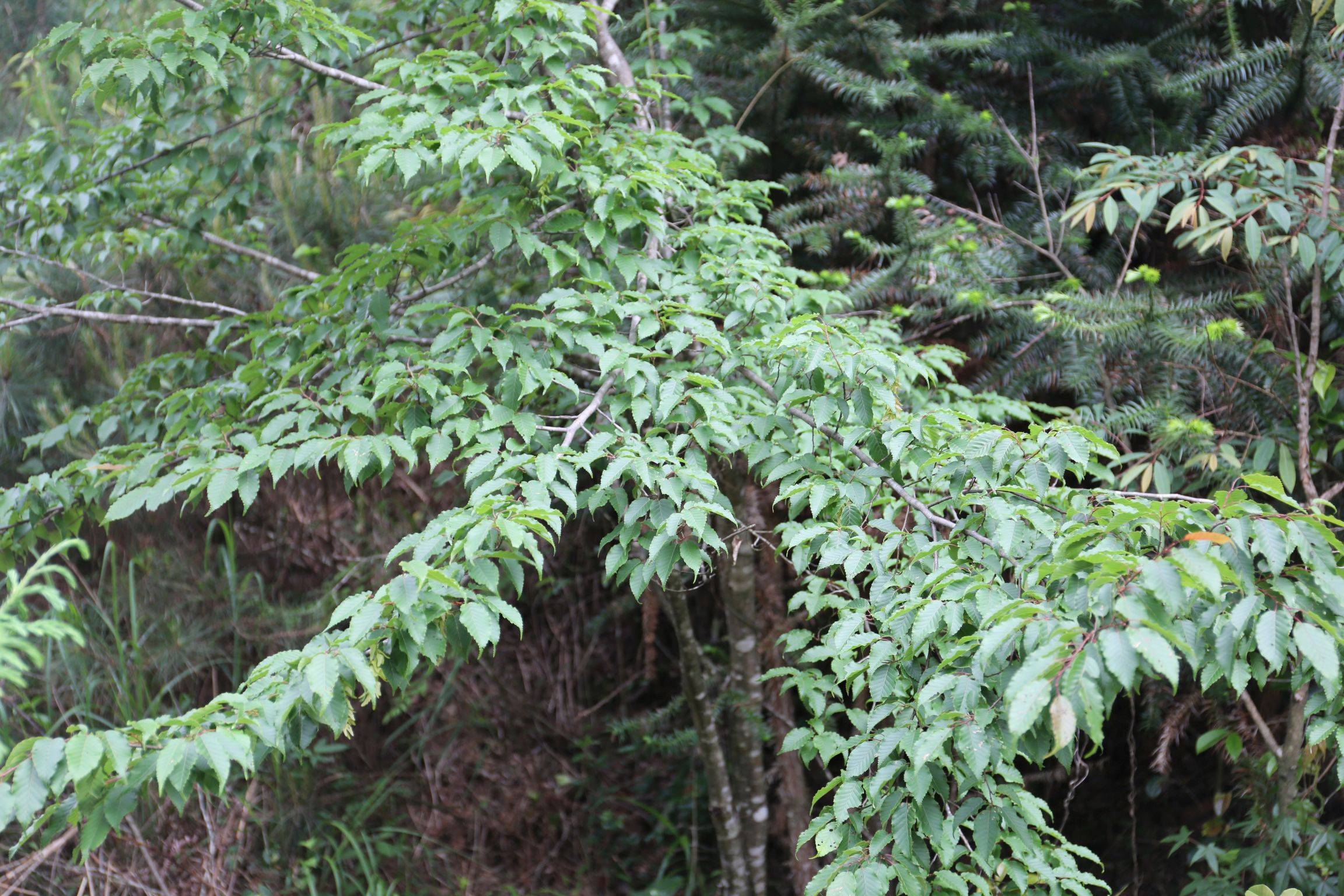 庆元植物1403-桦木科-鹅耳枥属-雷公鹅耳枥