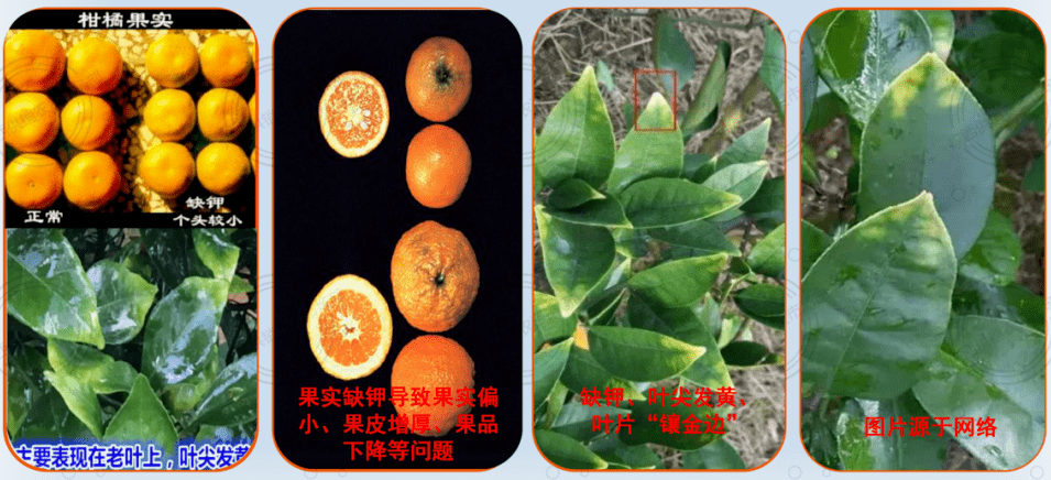 【勒夫水溶肥讲堂】柑橘二十四种常见病害图谱!