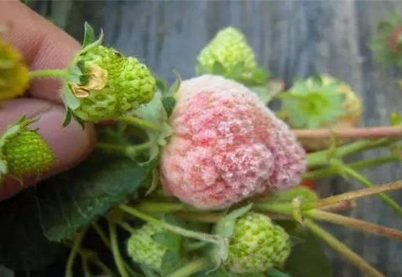 龙德盛草莓苗:草莓灰霉病的症状表现,这样做防治,草莓
