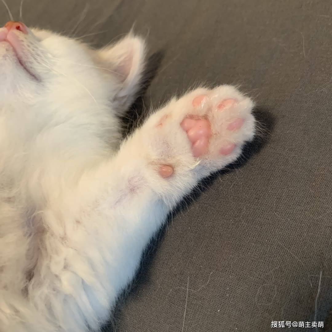 猫咪的小脚丫有几个肉垫呢?