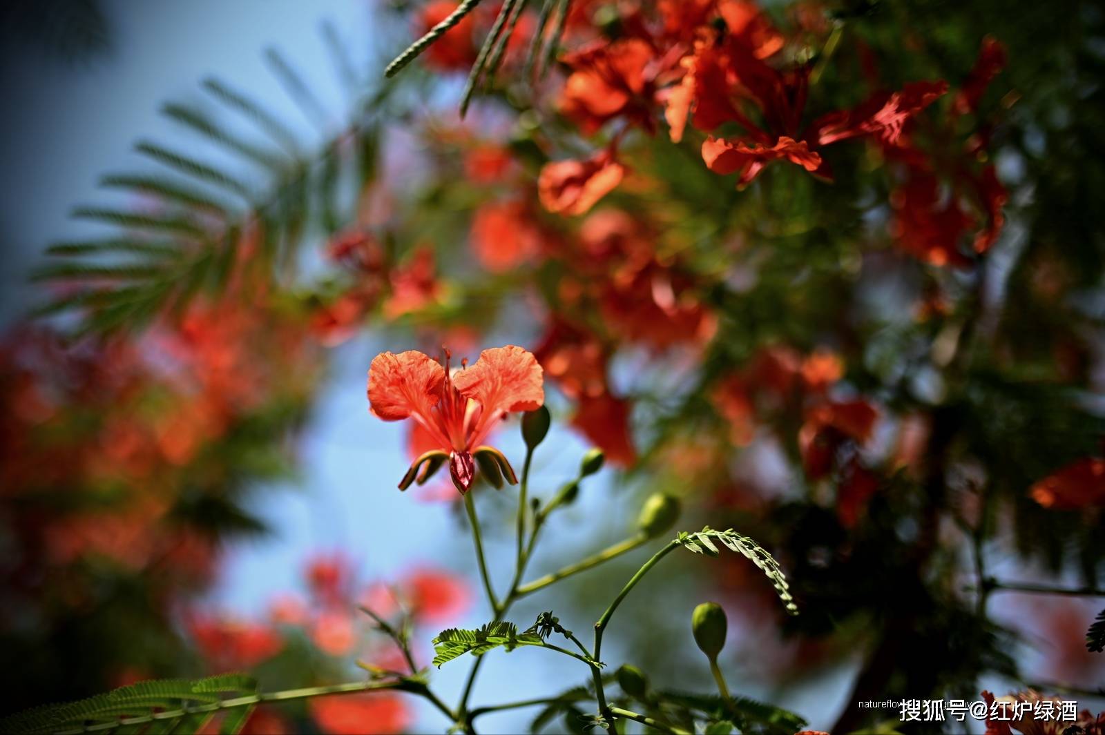 蓝花楹惊艳了春天,红花楹开启了夏天,植物界红蓝cp强势霸屏