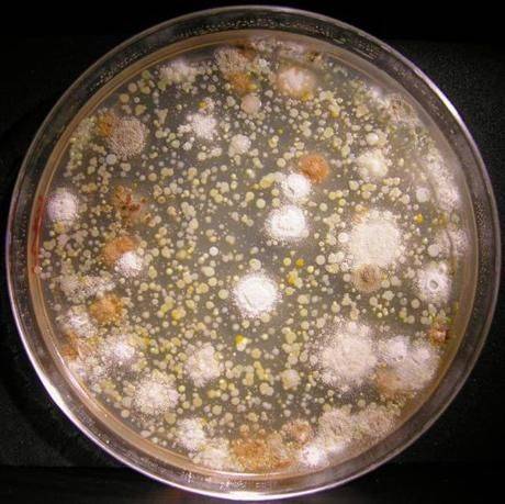 常州市微生物菌种鉴定致病菌检测机构
