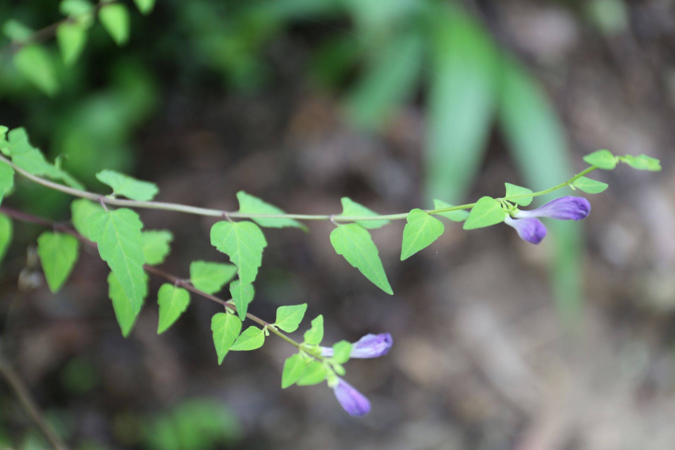 庆元植物1405-唇形科-黄芩属-岩藿香