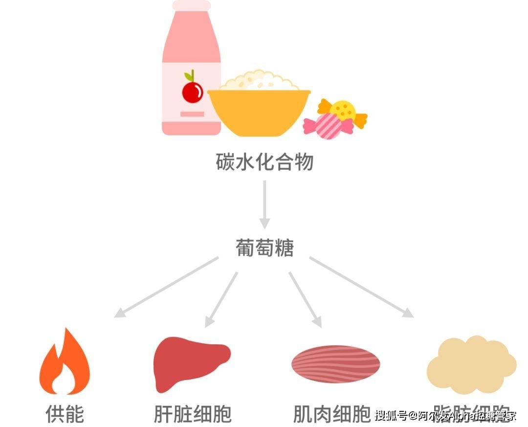 正确认识碳水化合物