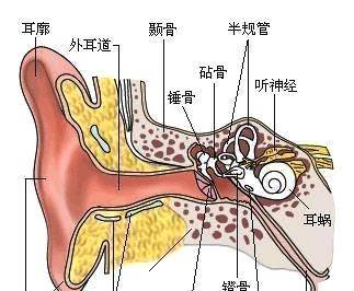 部分穿孔较小的患者可能并不表现任何鼓膜穿孔的症状,只是感到耳内有