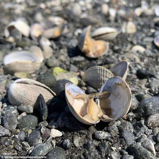 近50度高温席卷北美 西雅图海滩上大量蛤蜊被烤熟