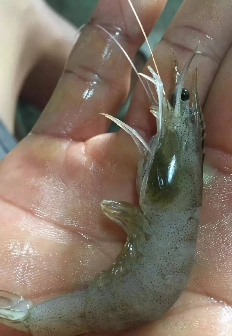 南美白对虾纤毛虫问题如何预防