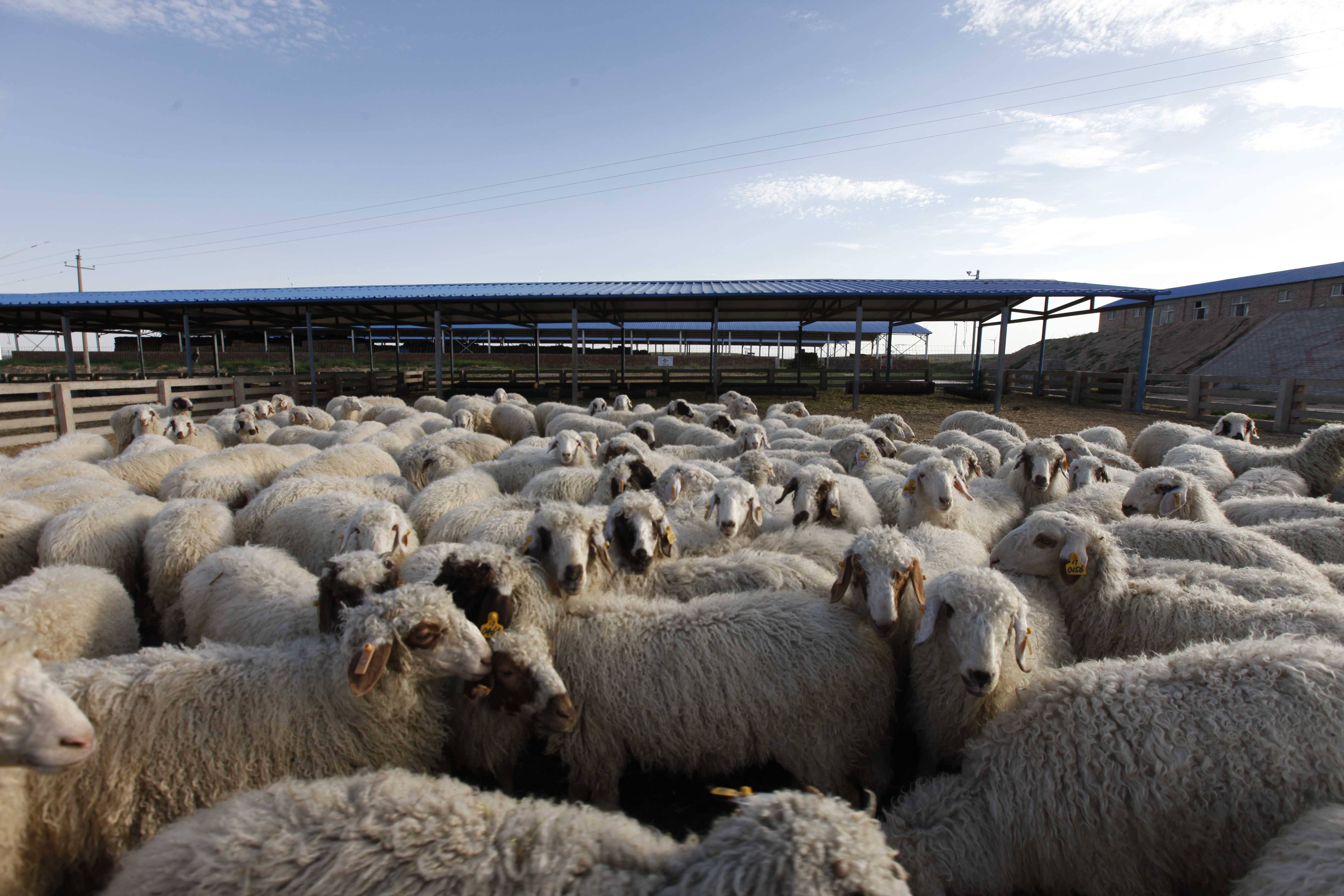 屠宰,加工等27项标准,开发了盐池滩羊基因鉴定技术,实现滩羊系谱,养殖