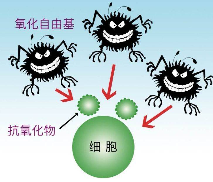 细胞抗氧化技术在男性不育领域上的应用