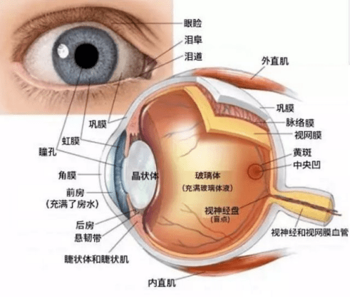 眼底出血到底是怎么回事?上海眼科医生提醒:这四类人群需要格外注意!