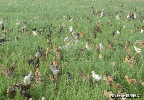 二,"草地鸡"养殖与保育生态农业技术模式
