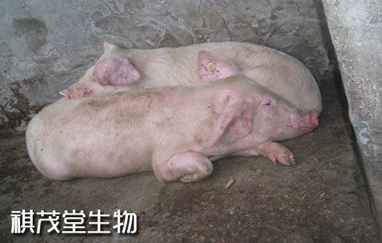 第六类是猪繁殖障碍综合征,包括猪伪狂犬病,猪蓝耳病,猪瘟,非洲猪瘟