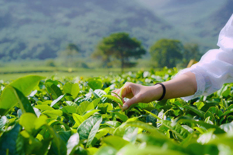 从一个小茶园认识英德红茶