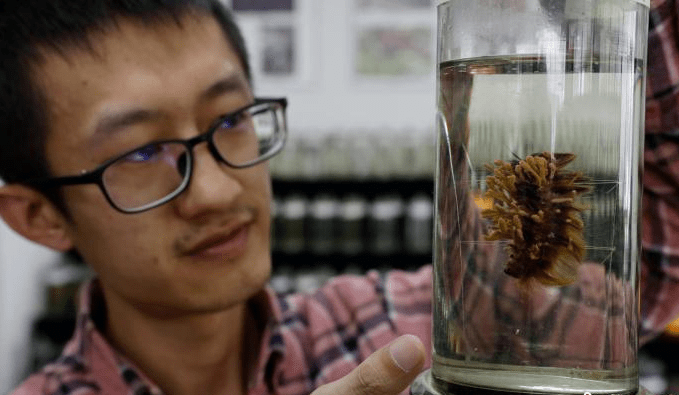 揭秘虫草的"物种多样性:有虫有"草,却非虫非草_虞泓