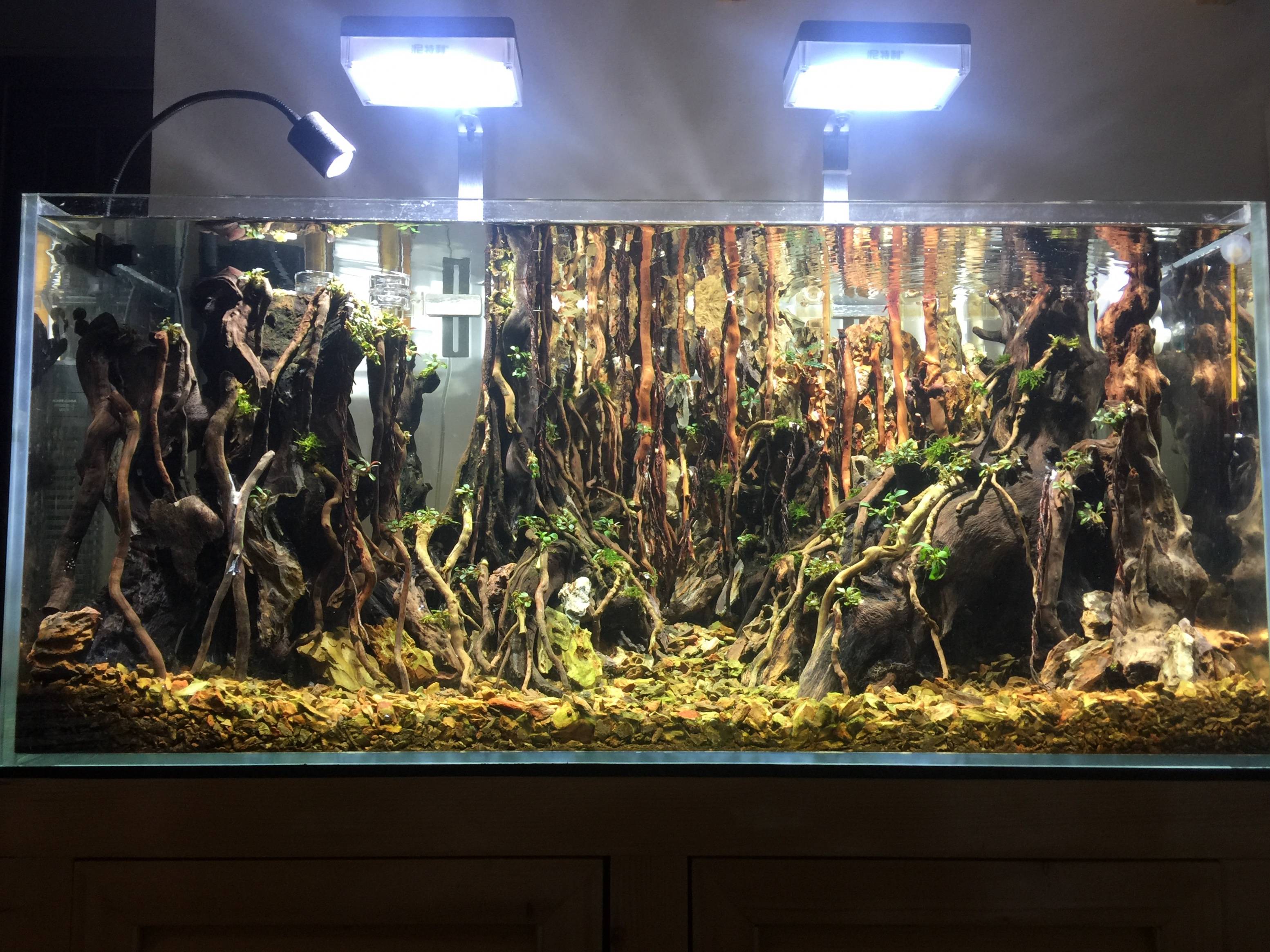 用超大流木搭建的一米的草缸造景骨架处理沉木的过程