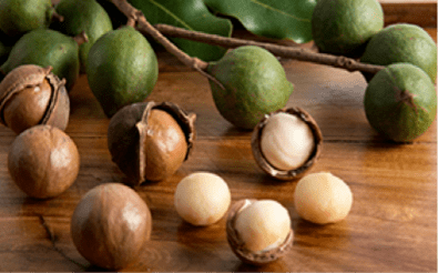 干果之王——澳洲坚果 使用植物非试管高效快繁技术快繁澳洲坚果