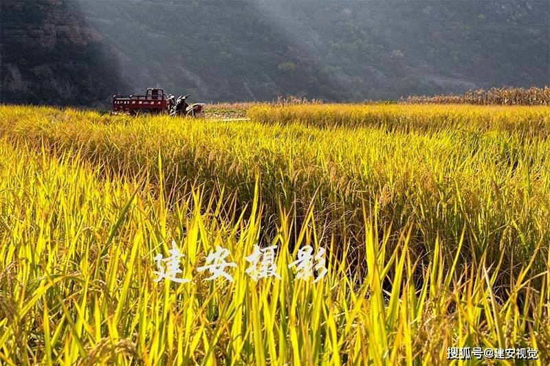 一条大河波浪宽,风吹稻花香两岸.