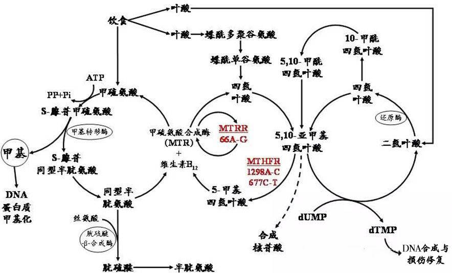 叶酸的代谢通路