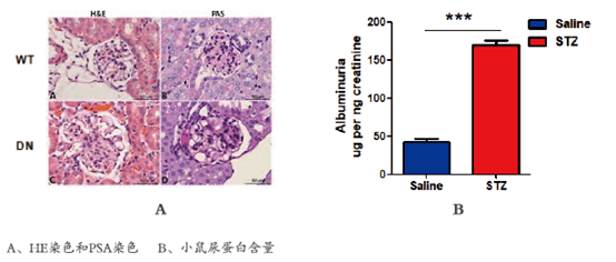 小鼠实验糖尿病肾病实验研究