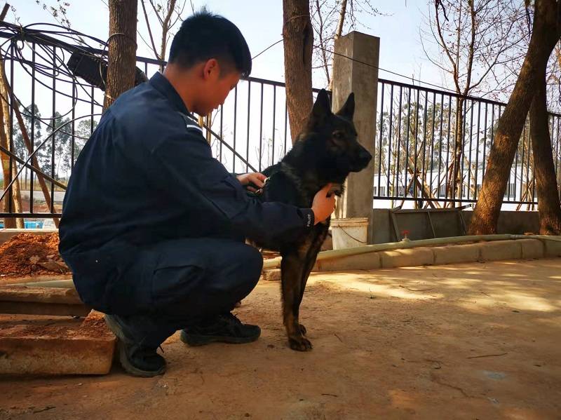 基地出生,是一只昆明犬,性格凶猛,周洪第一次与它接触,"赛虎"便在犬舍