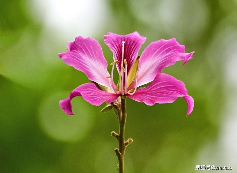 香港市花紫荆花