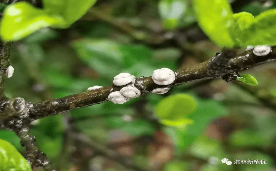 3,日本龟蜡蚧2,白蜡绵粉蚧:1,白蜡蚧:【2】介壳虫大盘点:3,诱发煤污病