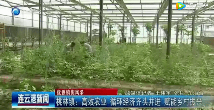 桃林镇GDP_习水桃林镇中学照片
